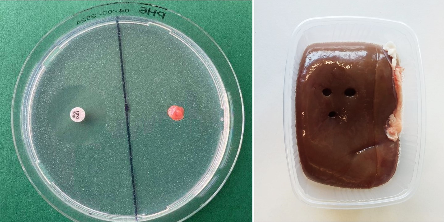 Auf dem Bild links ist eine in zwei Segmente geteilte Hemmstoffplatte zu sehen. Um das Testplättchen auf der linken Seite ist deutlich ein Hemmhof zu erkennen, um ein ausgestanztes Nierenstück auf der rechten Seite ist kein Hemmhof vorhanden. Auf dem Bild rechts ist eine Schweineniere zu sehen, bei der Nierenstücke für den Hemmstofftest ausgestanzt wurden.